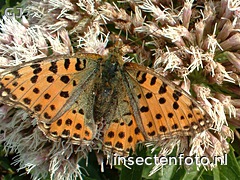 vlinder (900*675)